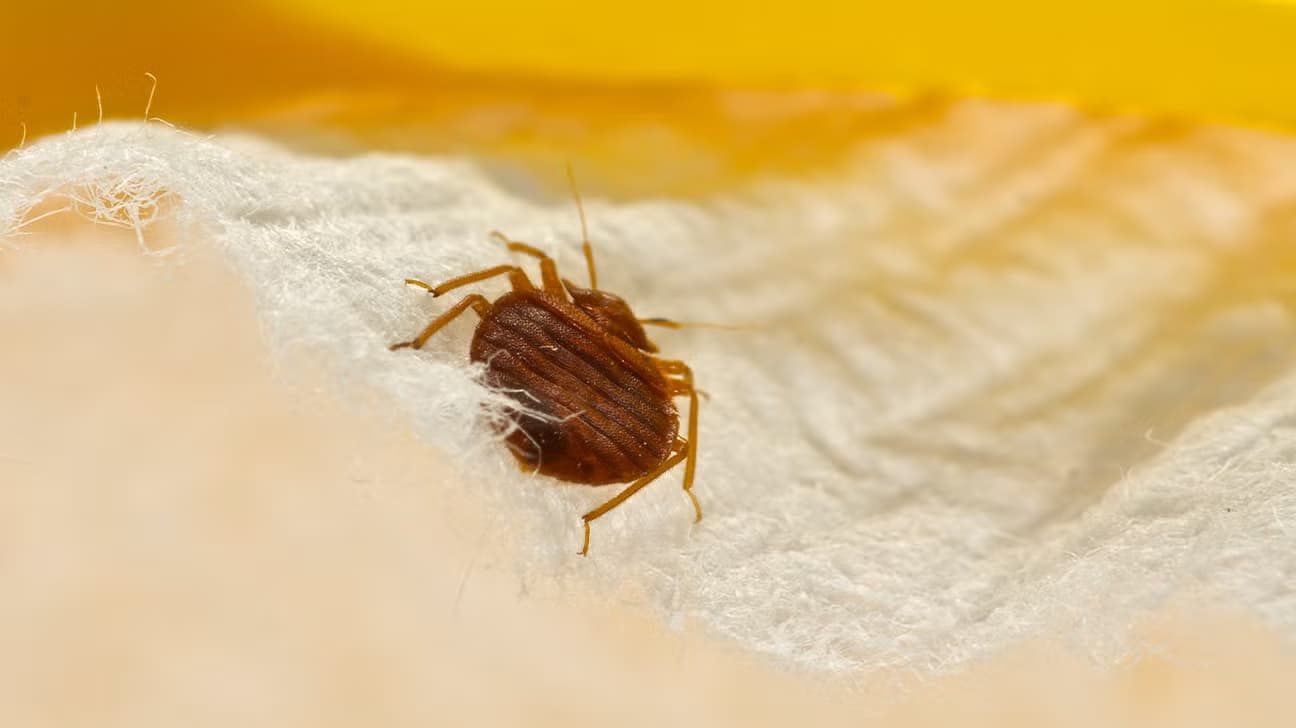 Professional Bed Bug Company Near Me with Fast Service
